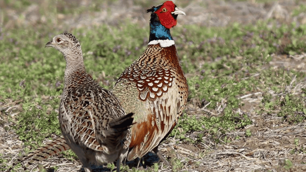 Pheasant Breeding