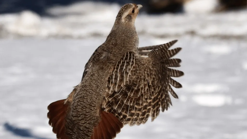 Physical Characteristics of the Gray Partridge