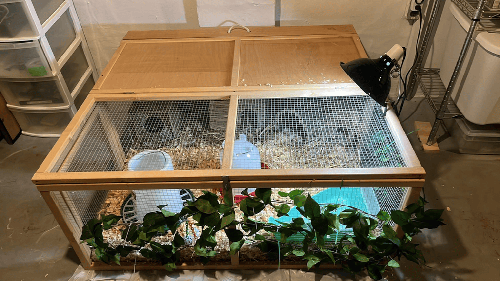 Quail Enclosures