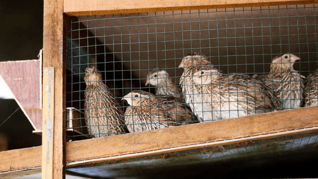 Quail Housing Designs