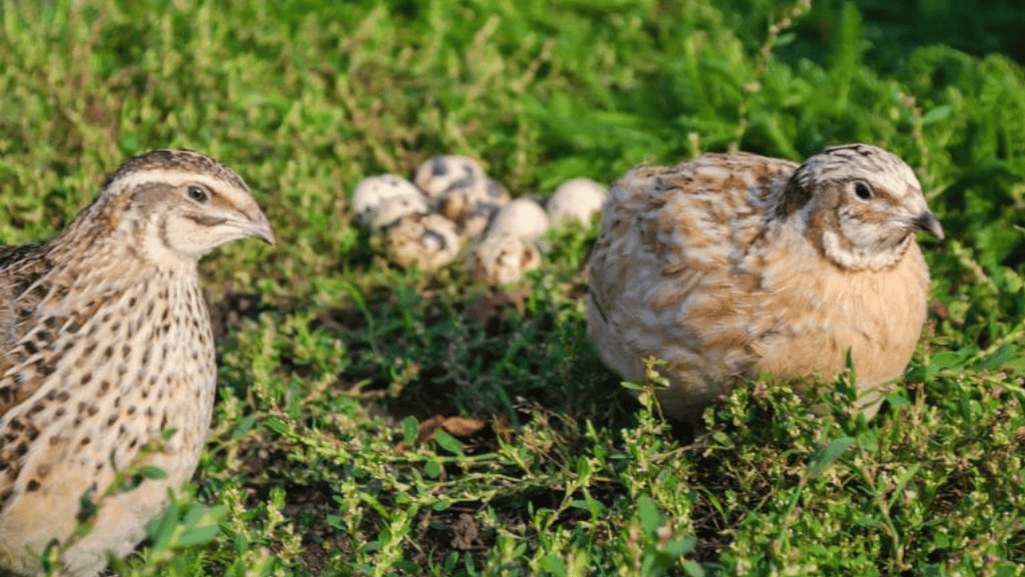 Quail-friendly outdoor enclosures