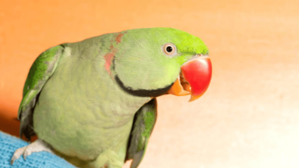 Recognizing a Sick Bird