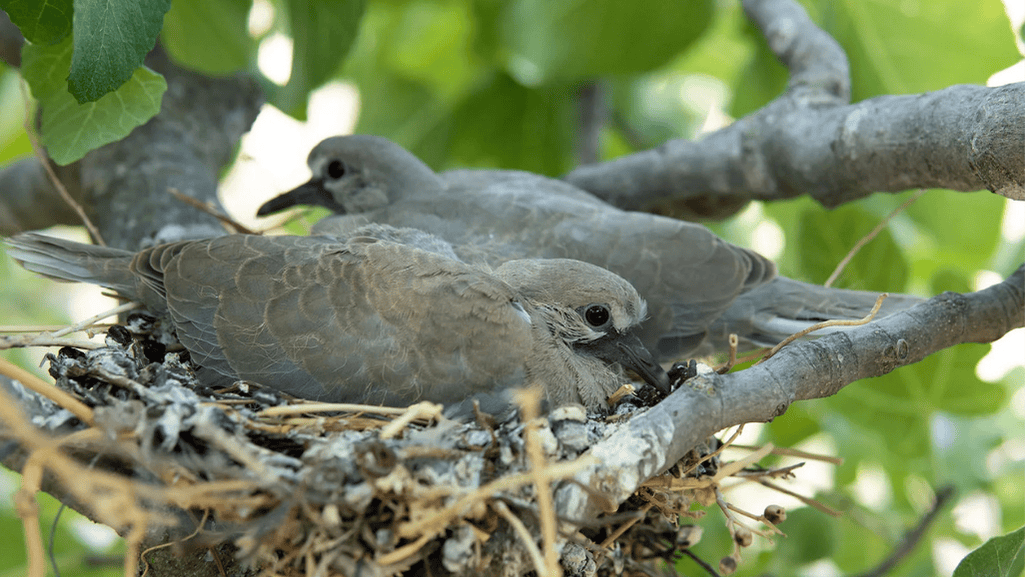 Red Turtle Dove Nesting