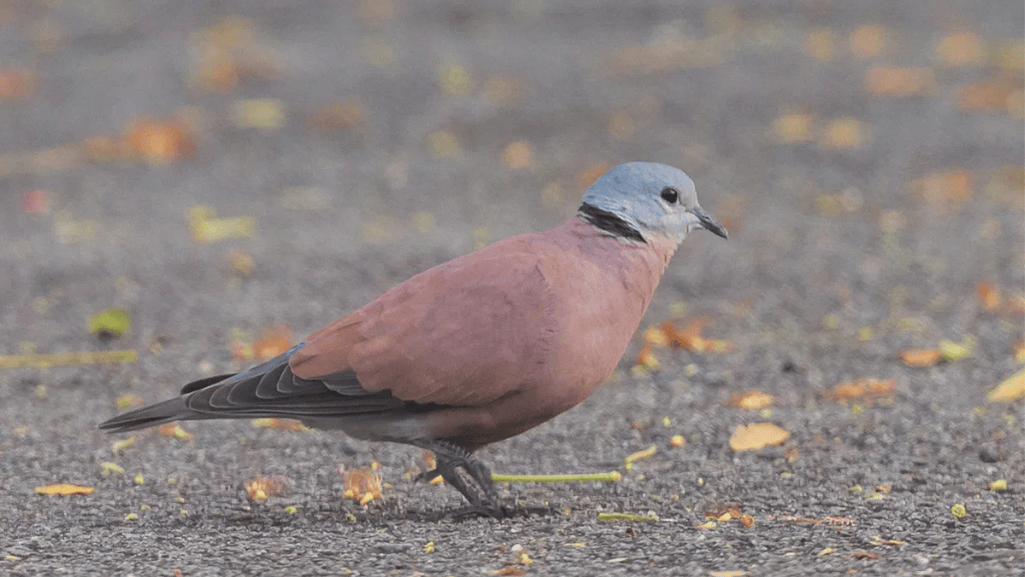 Red Turtle Dove in its Natural Habitat