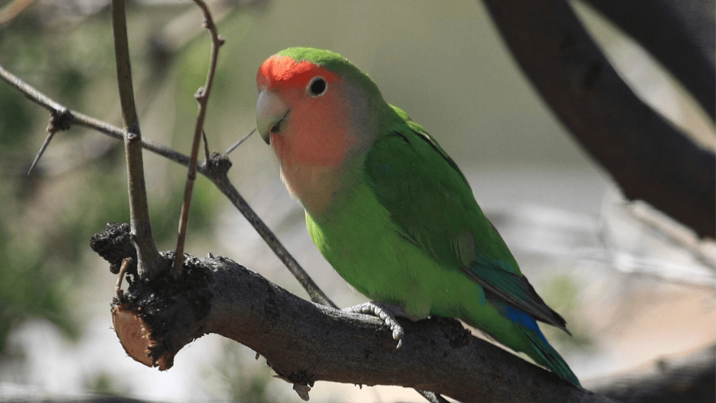 Rosy Faced Lovebird Care