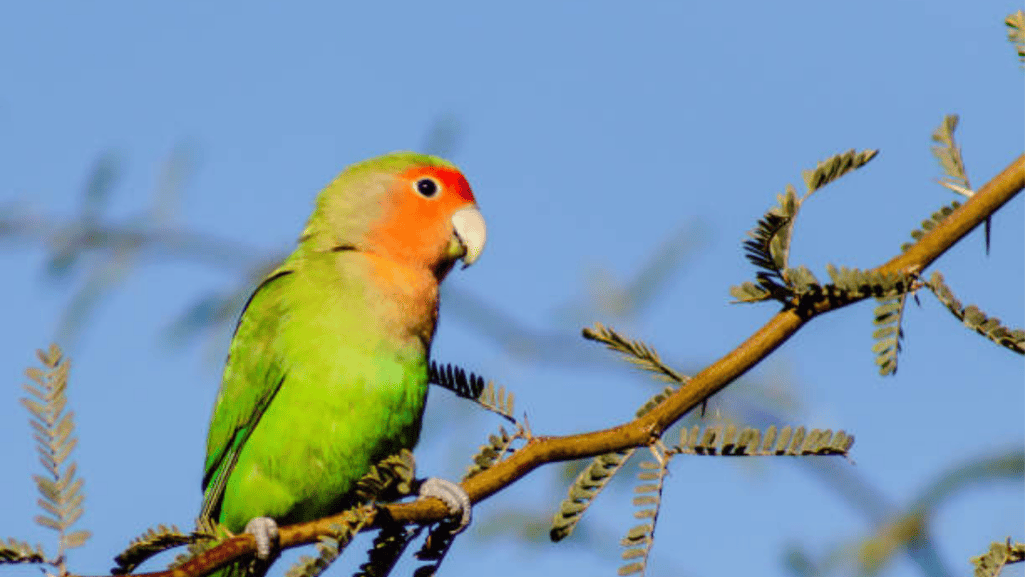 Rosy Faced Lovebird Care