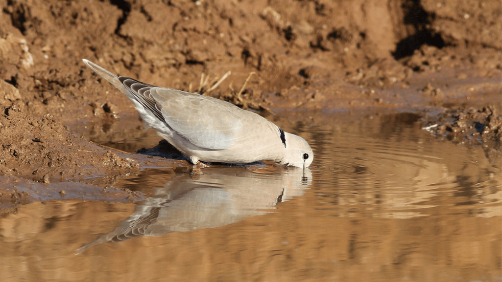 Sexual Dimorphism in Cape Turtle Dove