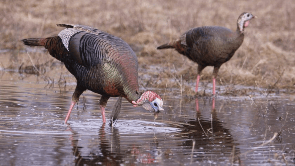 The Decline of Wild Turkeys and Conservation Efforts