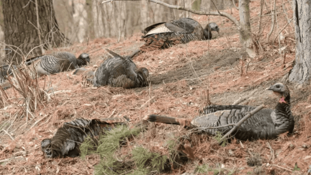 The Importance of Dusting and Sunning in Turkey Grooming