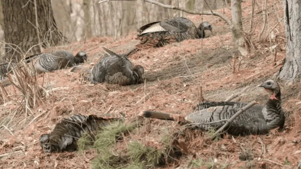 The Importance of Dusting and Sunning in Turkey Grooming