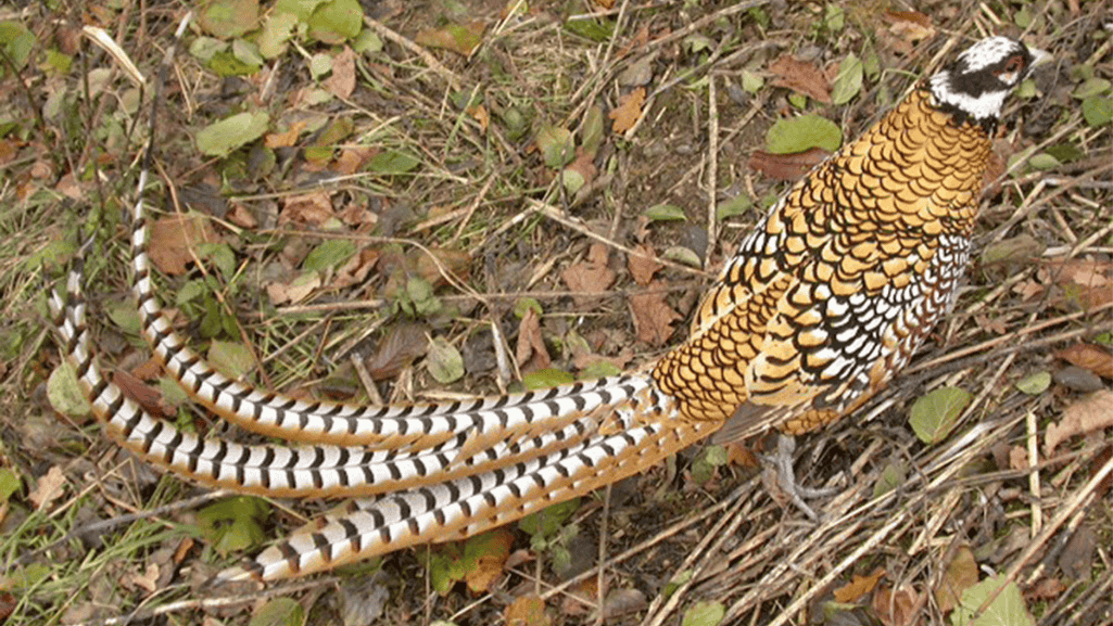 The Importance of Feather Health for Galliformes