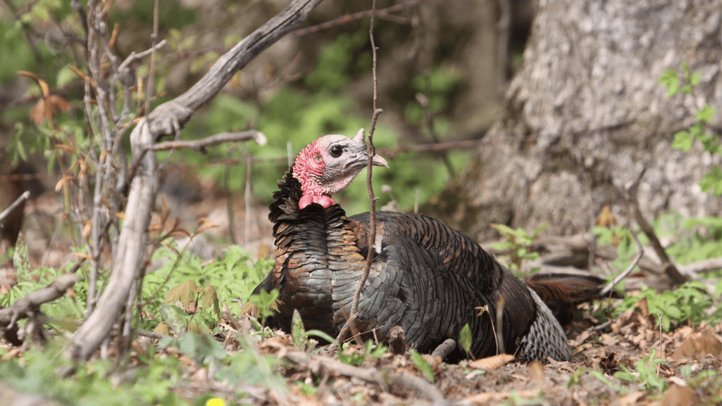 The Importance of Maintaining Enough Turkeys