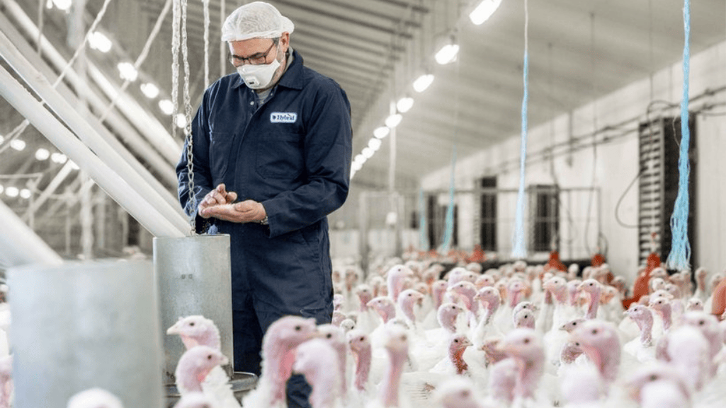 The Importance of Vitamin D3 in Turkey Health