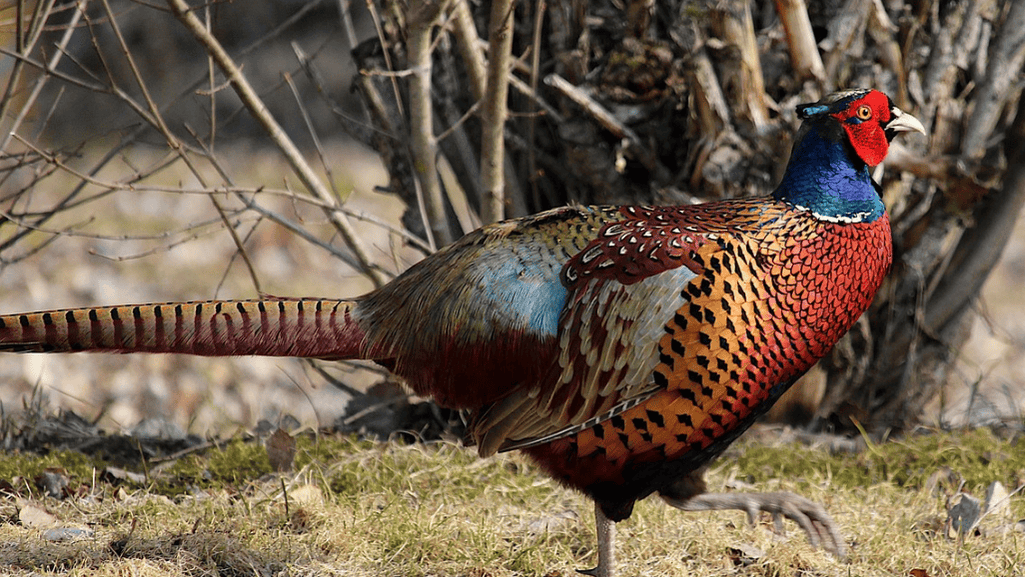 Tips for Healthy Feather Growth in Galliformes
