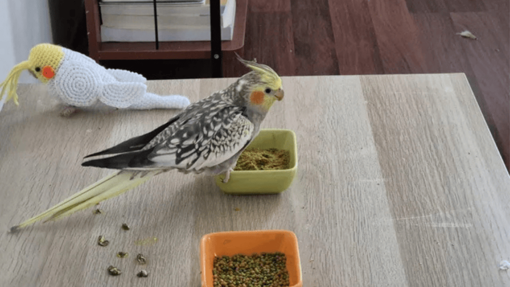 Transitioning to a Pelleted Diet