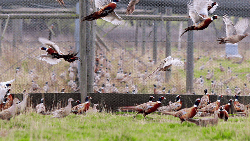 Transitioning to an Outdoor Pen