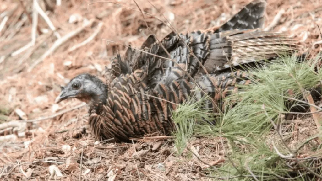 Turkey Grooming Techniques