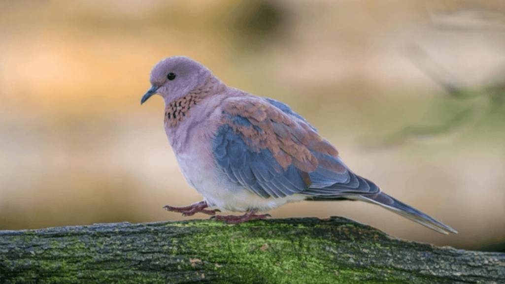 Turtur Afer’s Habitat Embracing Adaptability