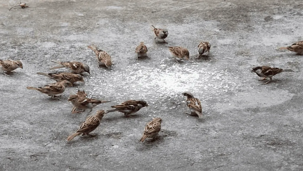 Understanding Bird Communication