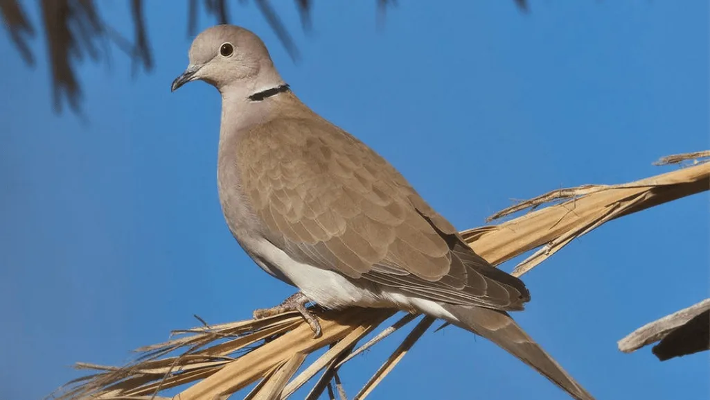 Understanding the African Collared Dove