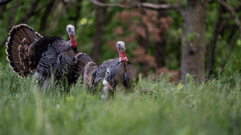 Wild Turkey Restoration