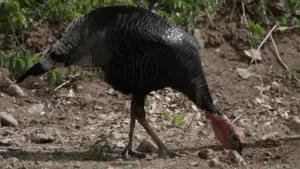 Wild Turkey Restoration