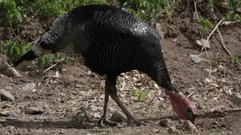 Wild Turkey Restoration