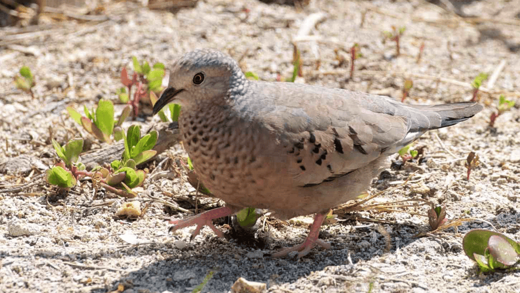 Adaptations for Ground-Dwelling