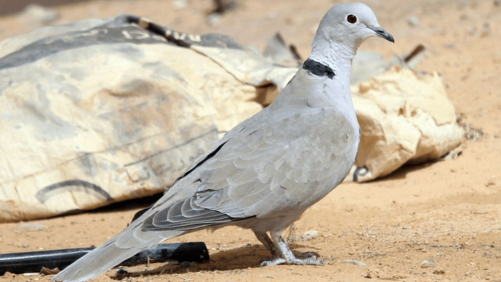African Collared Dove Symbolism