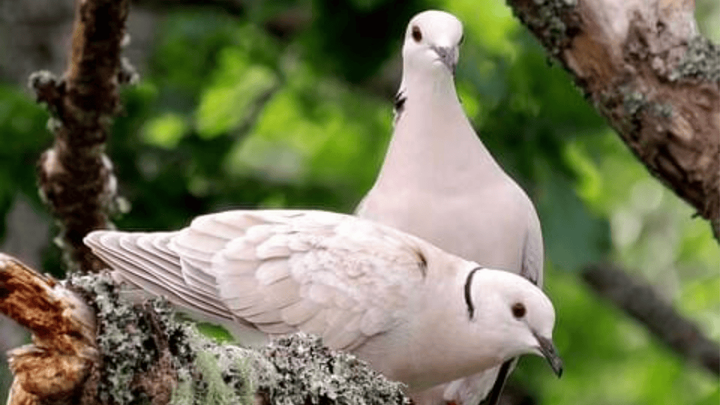 African Collared Dove close-up