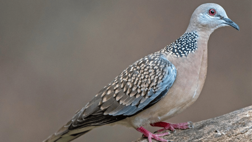 An Overview of the Spotted Dove Species