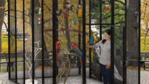 Aviary Design