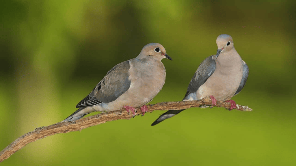 Balanced Diet for Breeding Doves