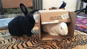 Caring for Rabbits