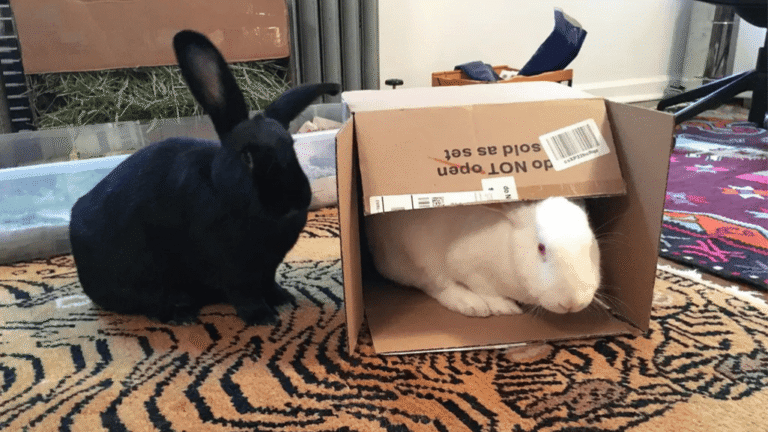Caring for Rabbits