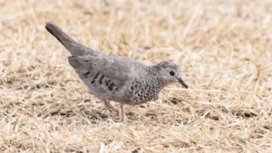 Common Ground Dove