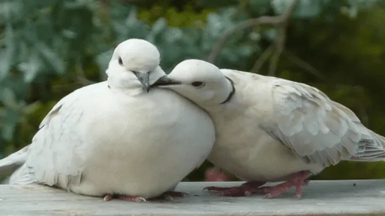 Dove Breeding
