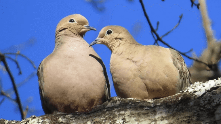 Dove Breeds