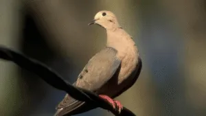 Dove Diseases