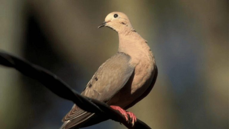 Dove Diseases