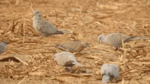 Dove Feeding Tips