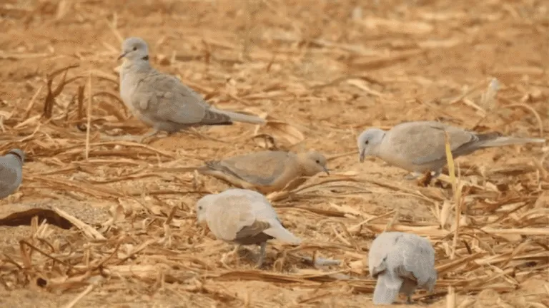 Dove Feeding Tips