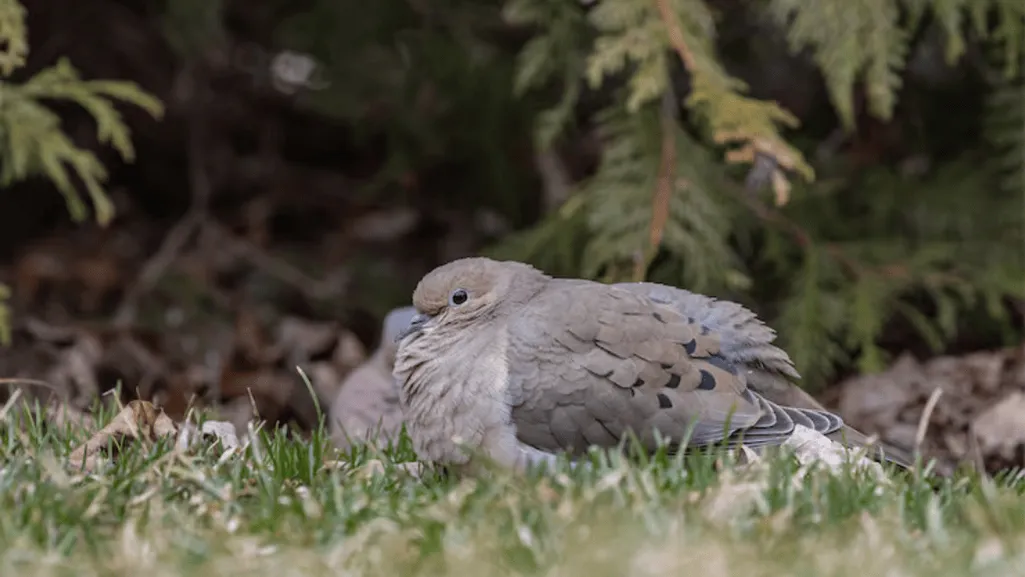 Dove Habitat Setup