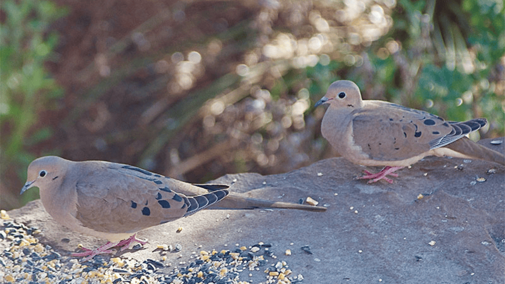 Dove Habitat Setup