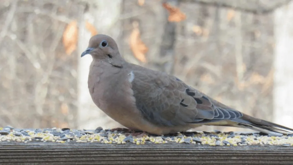 Essential Components of a Dove Habitat Setup