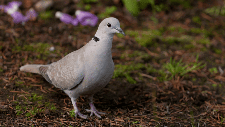 Eurasian Collared Dove