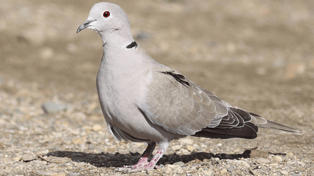 Eurasian Collared Dove