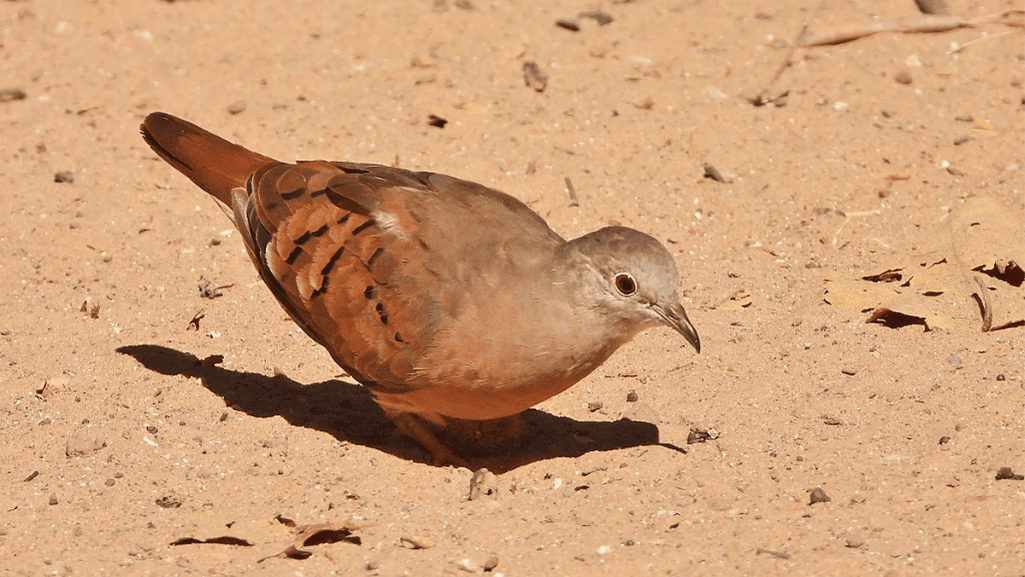 Exploring the Habitat of the Ruddy Ground Dove