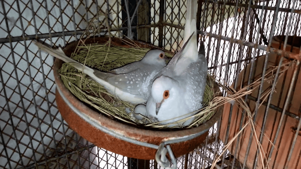 Genetic Considerations in Dove Breeding