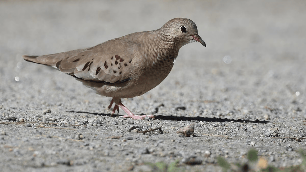 Ground dove behavior during foraging
